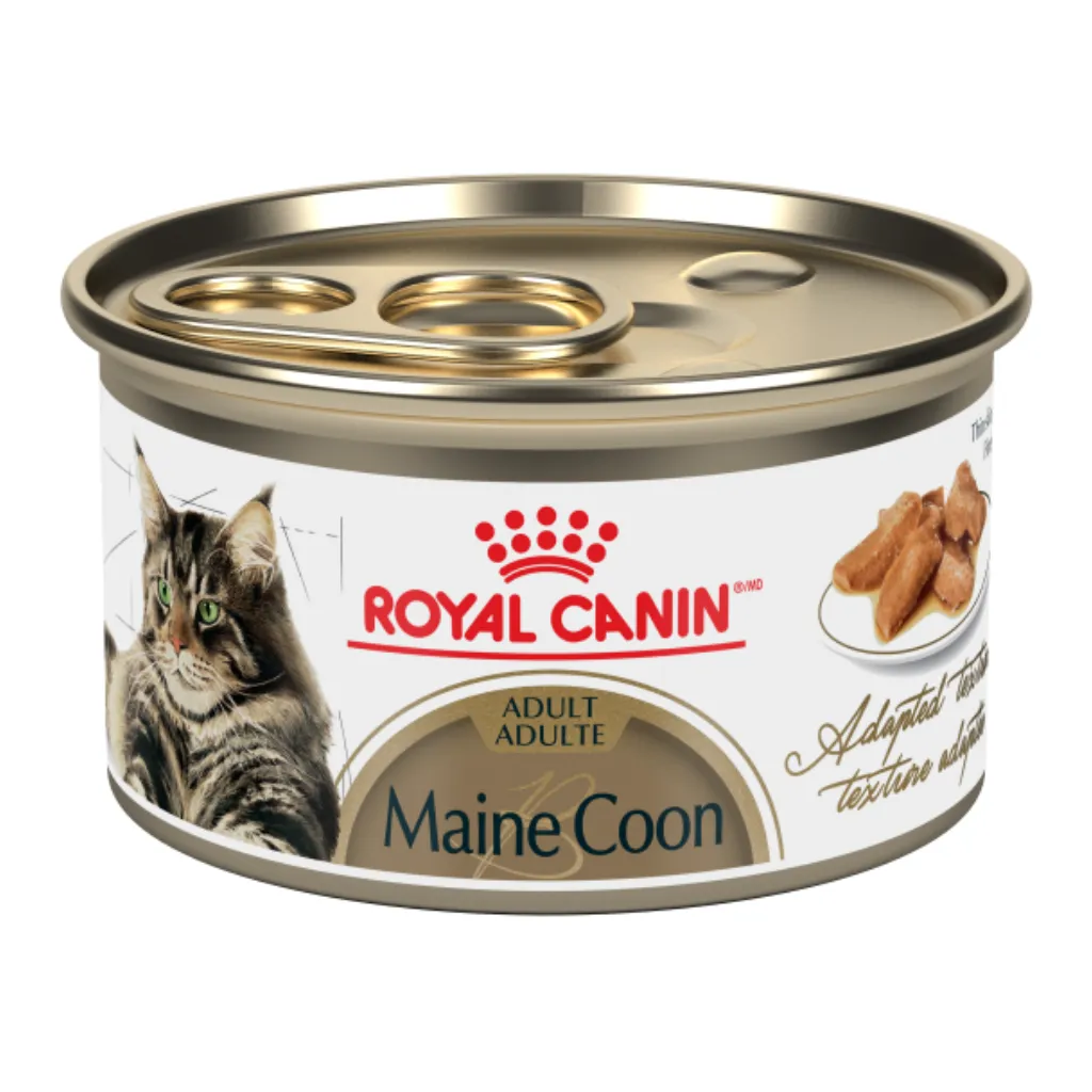 Maine Coon